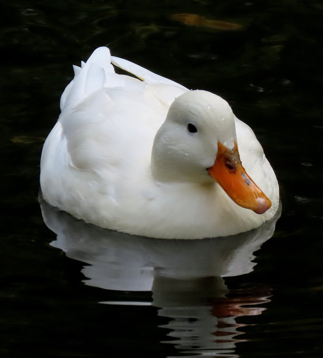 MosamoWorld's tweet photo. #eautiful #ducks in #Koeln !
#bird #birds #birdwatching #birdphotography #vögel #entertainment #outdoors #lifestyle #white #naturelovers #blackandwhite #nature #BrilliantDiamond #birdlover #vogel #Deutschland #طبيعه #مصر #Germany #photography #PhotoOfTheDay #photo #water https://t.co/Nu1ZD3h1B7