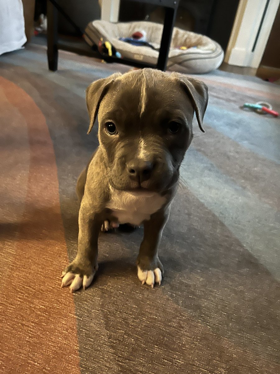 he gained 1lb this week. bulking season