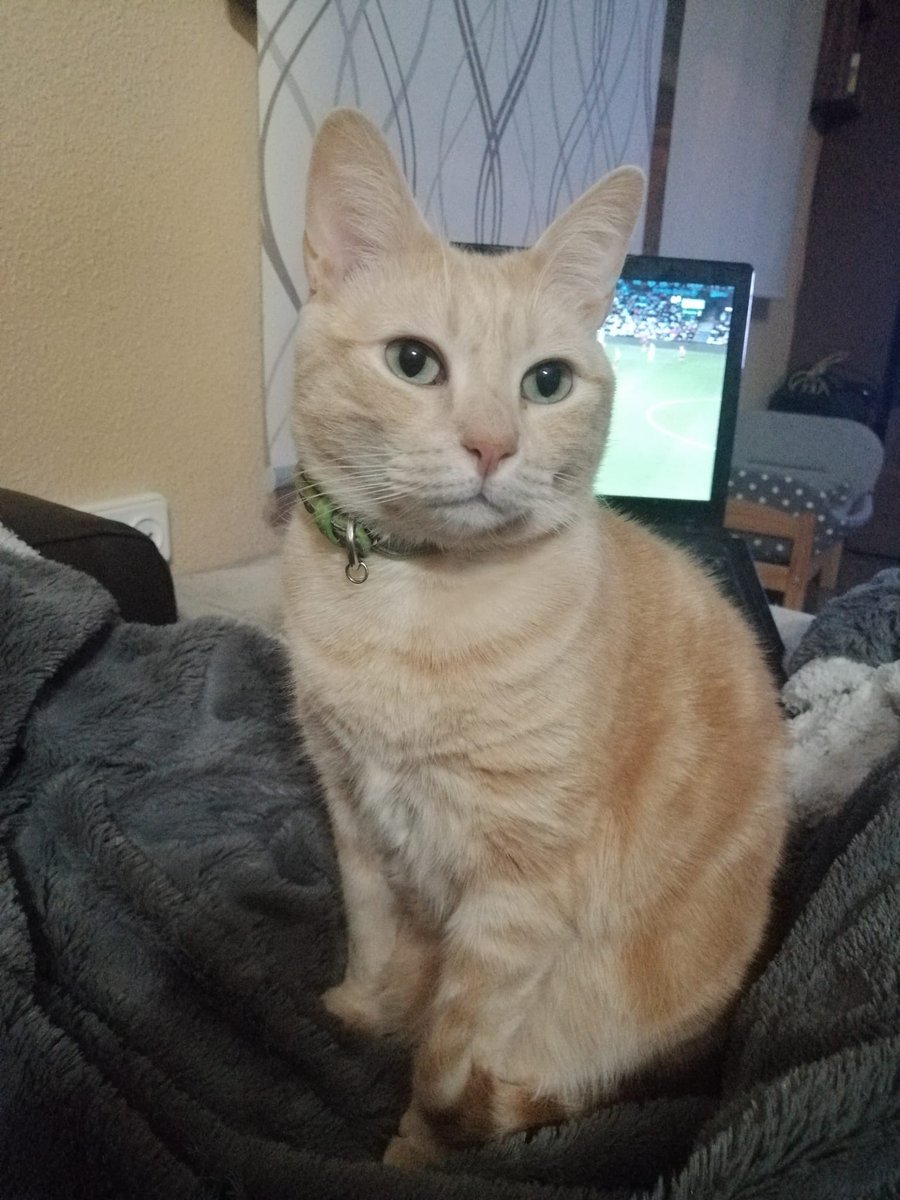 LaSuperMuse's tweet photo. ¿Os he dicho que me he echao novio formal? 😍
#Kane #ElGatoDeOro #Ojasos #Buapo ♥️ https://t.co/eIq5yw14P1