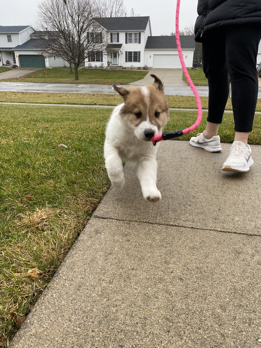 SoAuzi's tweet photo. Pupper is home now https://t.co/33FjvKepSj