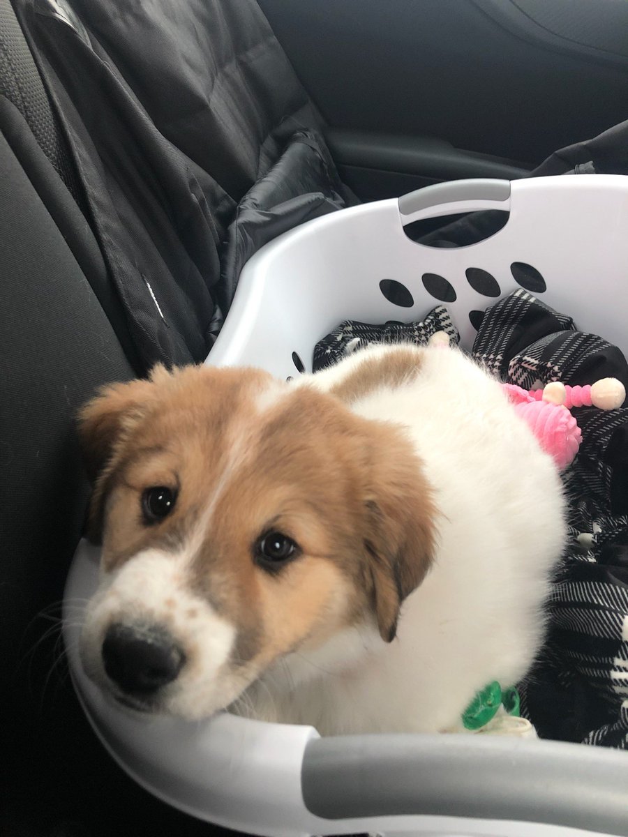 SoAuzi's tweet photo. Pupper is home now https://t.co/33FjvKepSj