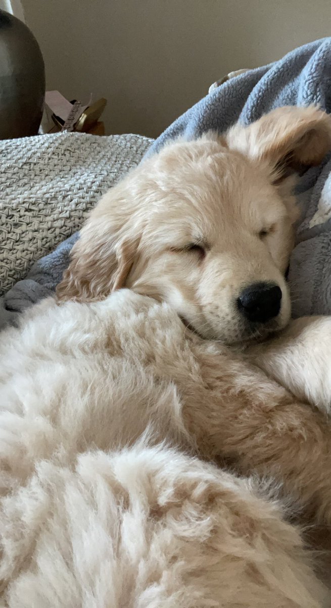 Kittyflann's tweet photo. Ever have a bad week so your Dad drives 10 hours to surprise you with a golden retriever. That’s the princess treatment 👑 https://t.co/esCtE86AC4