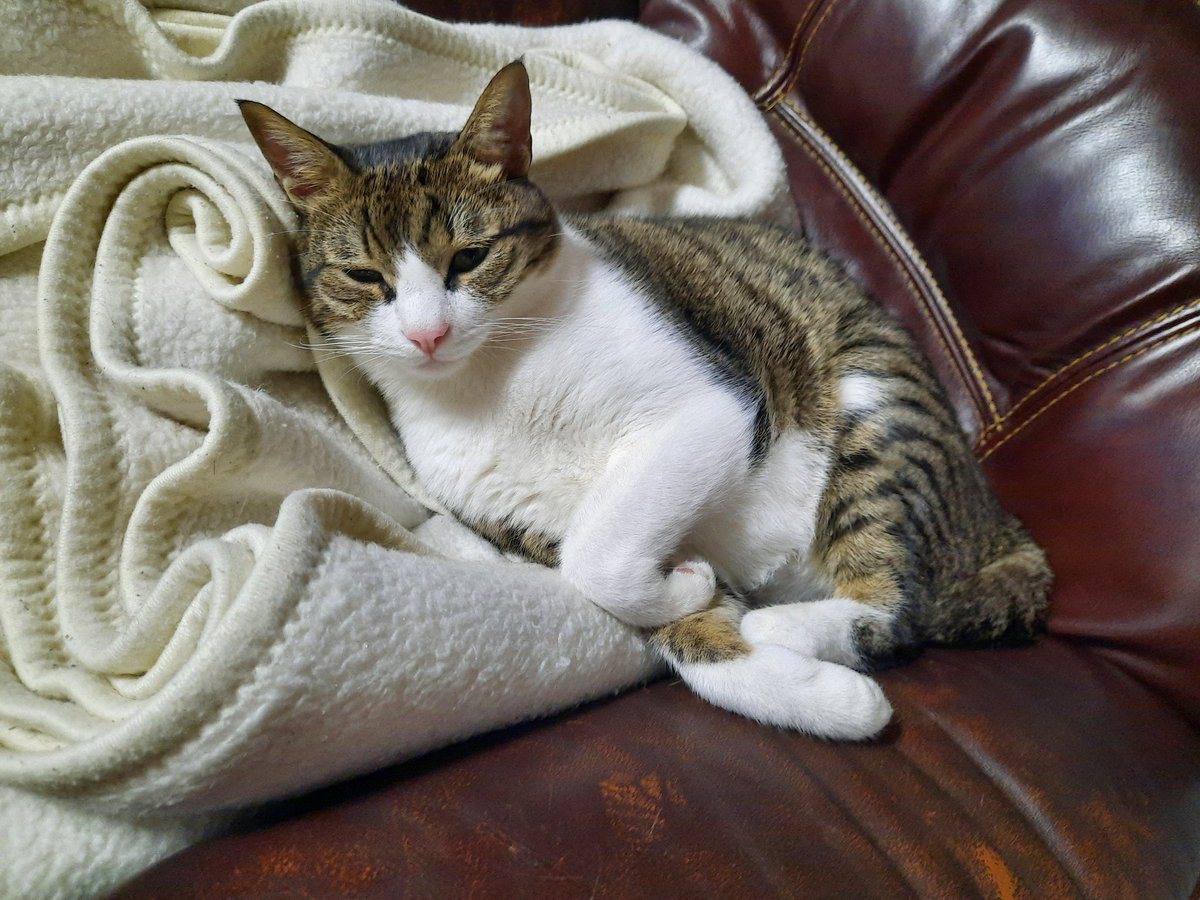 עידוק tweet media