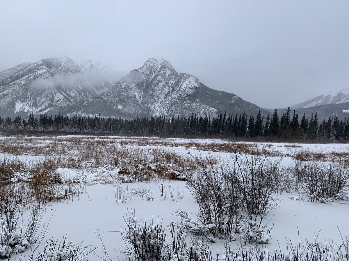 Hayley Melrose (@hayleymelrose8) on Twitter photo What a big difference a few months makes <a href="/BanffNP/">Banff National Park, Parks Canada</a> down at the marsh at Cave and Basin NHS What a big difference a few months makes <a href="/BanffNP/">Banff National Park, Parks Canada</a> down at the marsh at Cave and Basin NHS
