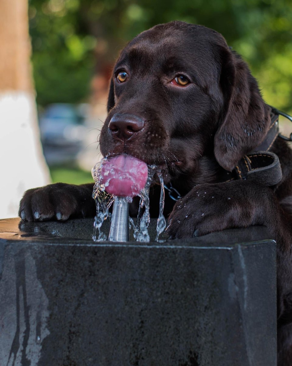 GrigoryanXChris's tweet photo. I’m more grateful than humans. Pup drinking water in #Armenia #Pulpulak https://t.co/GlGKE9OtSN