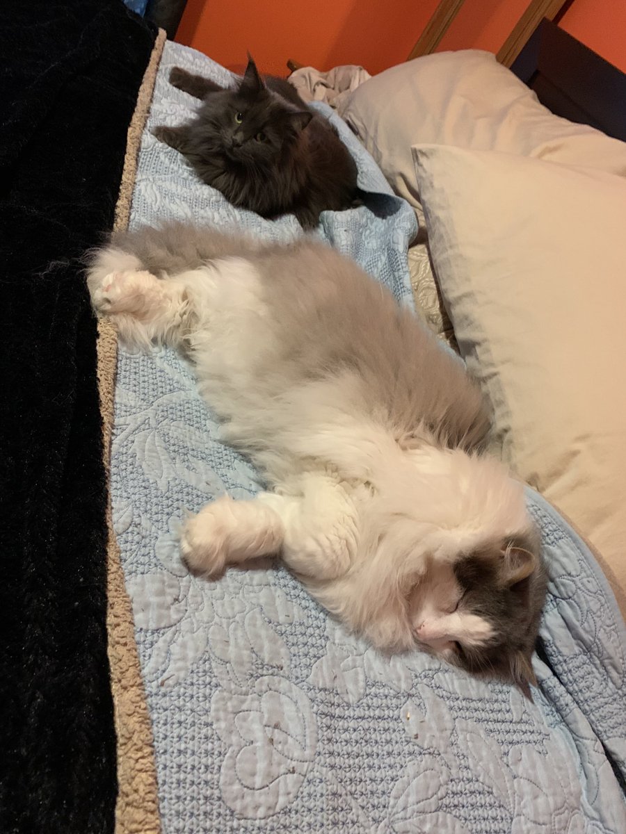 ChloeandBlueCa1's tweet photo. Well this is a rare sighting. π Double π€ floof!! πββ¬πββ¬ #flooftastic #catsoftwitter https://t.co/j5xIYr8jny