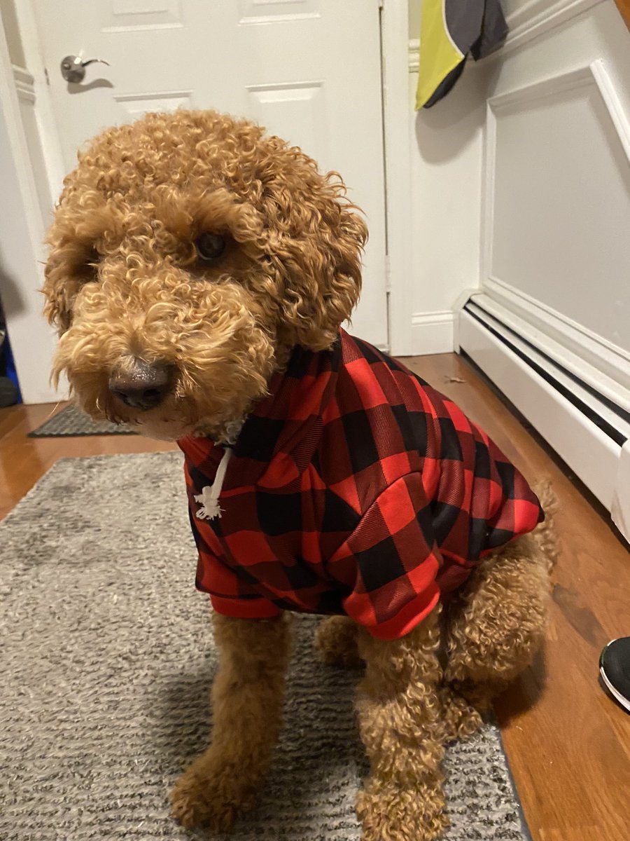 shermmmmmmm's tweet photo. @budweiserusa #PupweiserContest https://t.co/EUGr8LRvka