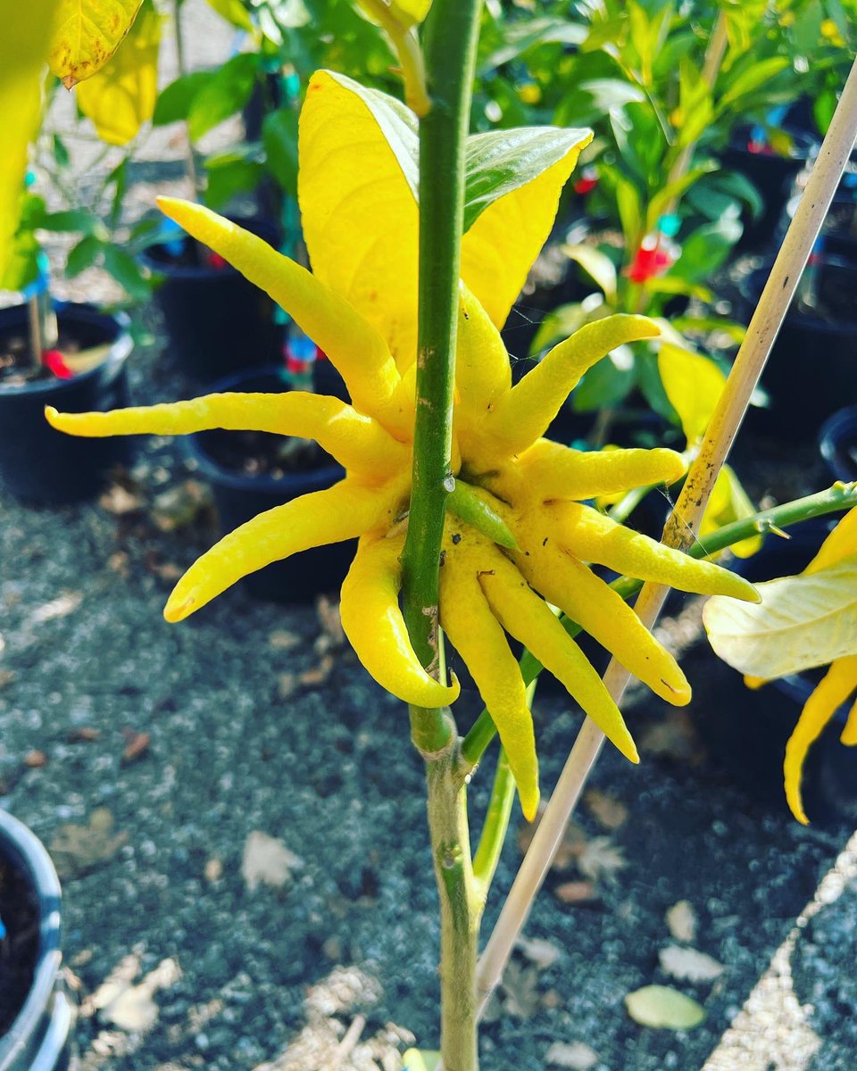 KatieDoWrite's tweet photo. Fun fruit! Shaking hands with Buddha’s Hand, aka Citron. Have you ever tried one before? #gardening #buddhashand #citron #buddhashandcitron #fruit #exoticfruit #amwriting #amgardening https://t.co/uOm6J9olf5