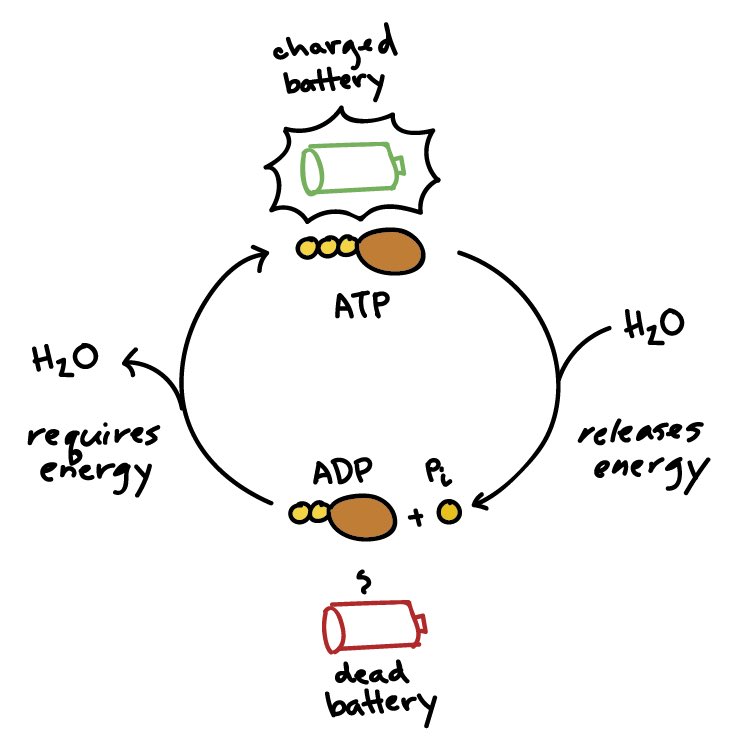 atp