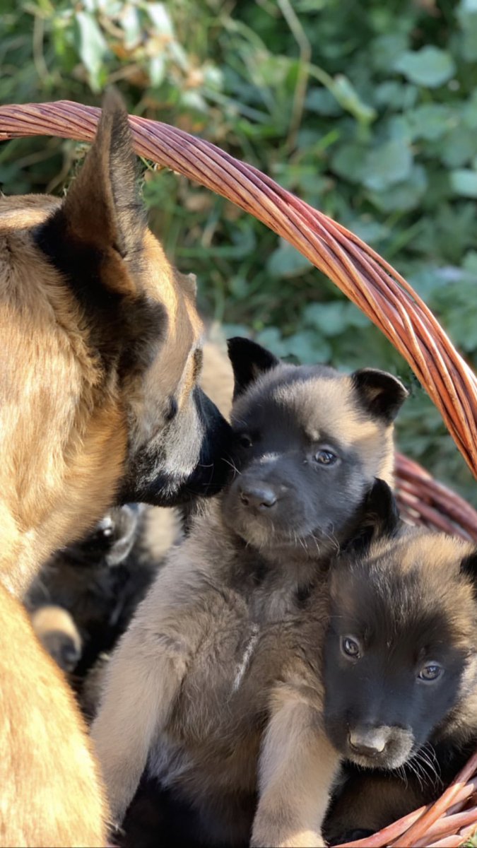 Мои бельгийские красавцы вновь стали папой и мамой😍
Щенки уже готовы к брони и к продаже🥳Родились 29 октября😊Бельгийские овчарки, Малинуа.

Мой номер: 0771326060

Сделайте пожалуйста репост, ребята🙏я вас крепко 🫂

p.s через кого найдётся покупатель, тому 🎁
