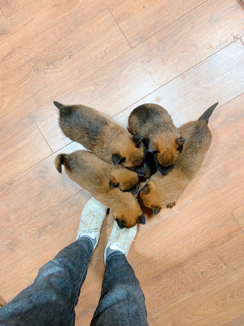 bojekakoipust9k's tweet photo. Мои бельгийские красавцы вновь стали папой и мамой😍
Щенки уже готовы к брони и к продаже🥳Родились 29 октября😊Бельгийские овчарки, Малинуа.

Мой номер: 0771326060

Сделайте пожалуйста репост, ребята🙏я вас крепко 🫂

p.s через кого найдётся покупатель, тому 🎁 https://t.co/VbpzxlBtnR