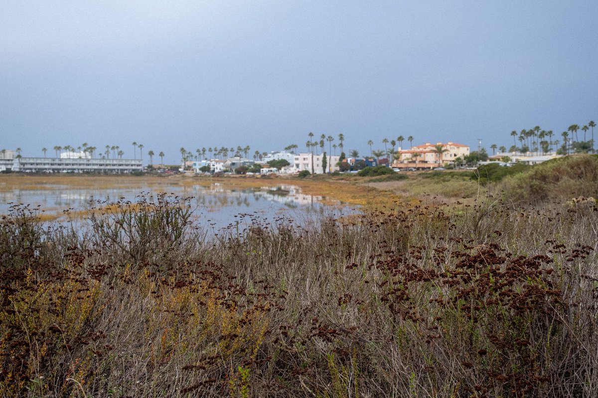 WilliamBay's tweet photo. Yesterday was day 1 of the December King Tides. I’ll be sharing a few photos I took while on a guided tour with the @TijuanaEstuary
@SurfriderSD is also doing their annual #KingTidesProject https://t.co/hmUP8GmtUa