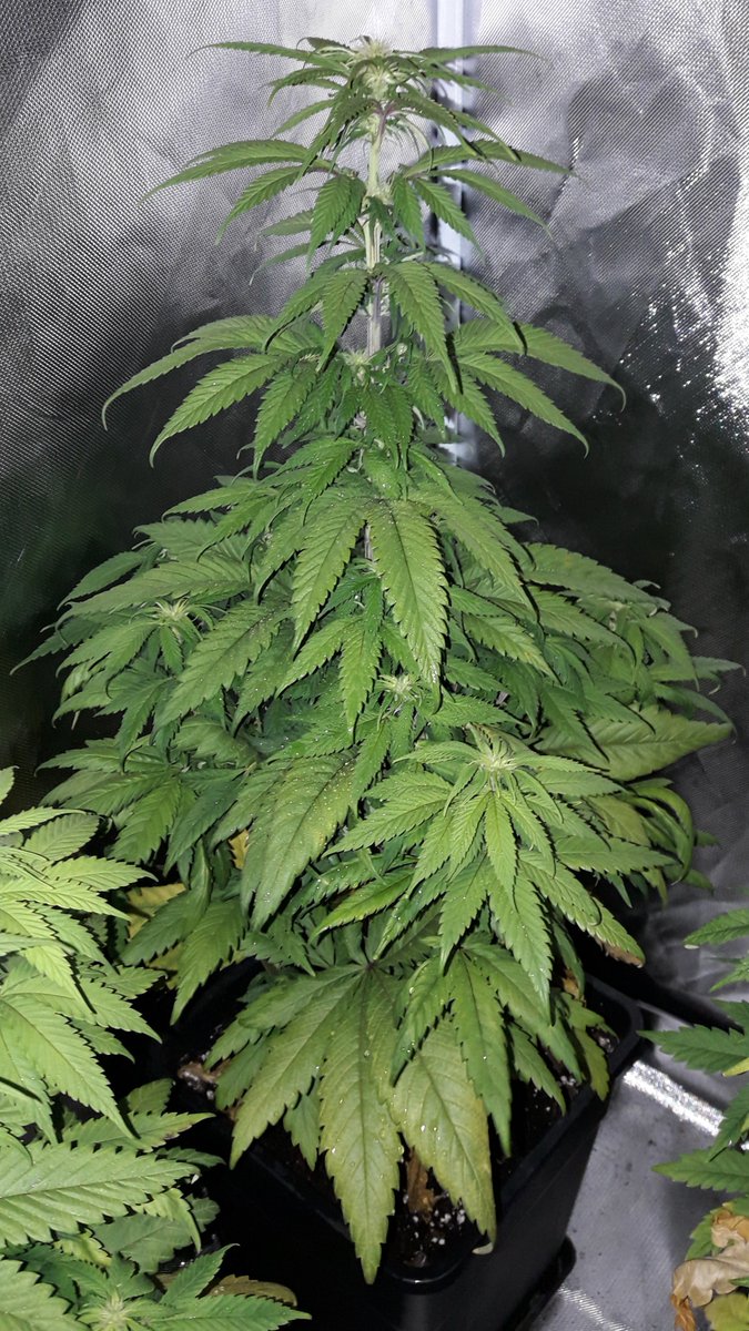 AdrycManellson's tweet photo. Weed Día Verde Mundo,
Frío y Gris en #AdrycsCove, #ThePureLed480Pro @ThePureFactory_ by @DPlantasur pronto encenderá y #Makaha y #SnowRipper @GreenbudSeeds #SailingTheGreenSea en #Conserva con #KritikalK @Kannabia_Samen, despertarán.
Y mi Hada, la #Crew y yo Deseamos Feliz...🧚♂️😎 https://t.co/gqyyaFTnrW