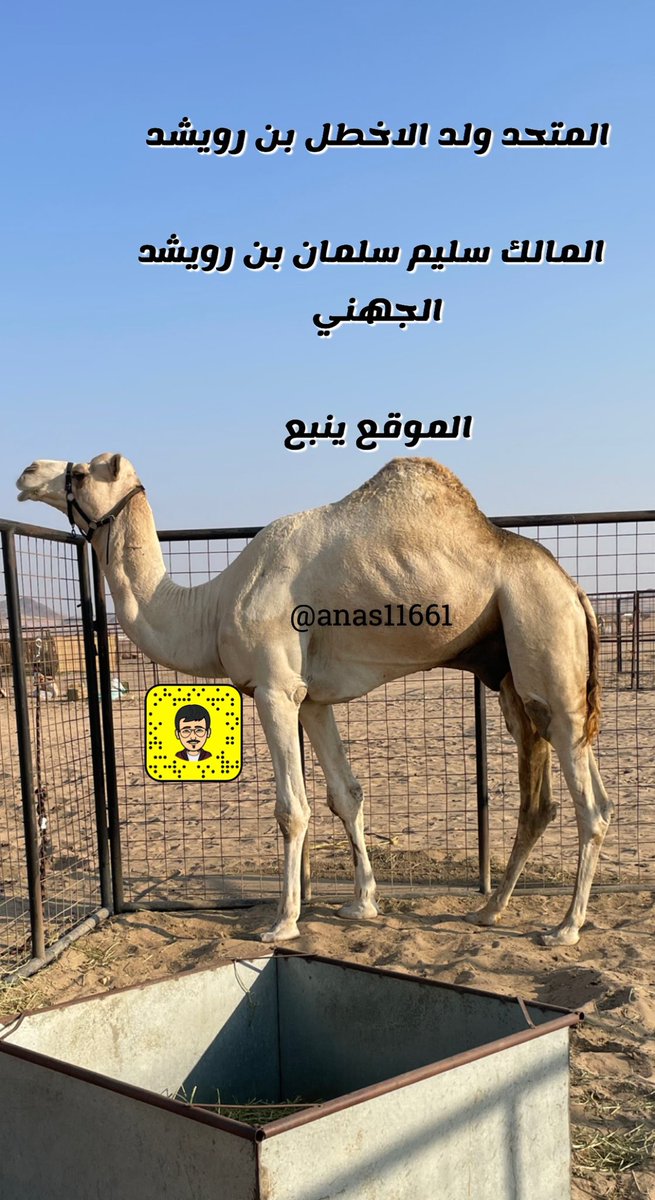 anas11661's tweet photo. صوره حصريه

لـ المتحد بعير سليم سلمان بن رويشد الجهني

ابو المتحد المملوك للحصاد سليمان بن رويشد الجهني

صاحب رمز اللقايا في ميدان تبوك
وصاحب رمز اللقايا في السيح https://t.co/uZ5X2DNtCv