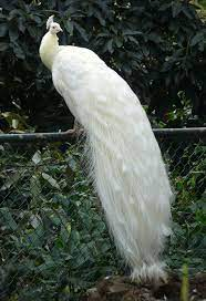 HHMU_Banksia's tweet photo. #OneFeatherNation
#IDWP-#IDeclareWorldPeace https://t.co/OcIpFWo7PW