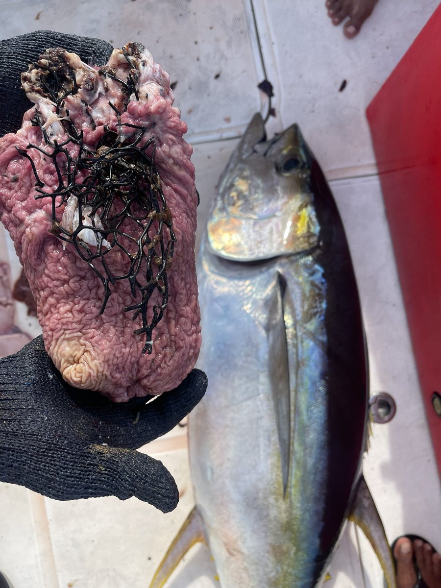 almasveriya's tweet photo. Another day out with the #tunaboys &amp; caught this tuna filled with plastic.This is the 2nd time this year. Keep the trash away from the ocean. If they’re eating plastic so are you 😡 @ZeroWasteMv @parleyforoceans @EPAMaldives @mvplusmedia @Kuzzcor @Gante_02 https://t.co/c3xwYqQwEK