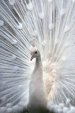 HHMU_Banksia's tweet photo. #OneFeatherNation
#IDWP-#IDeclareWorldPeace https://t.co/ej6X2zljQI
