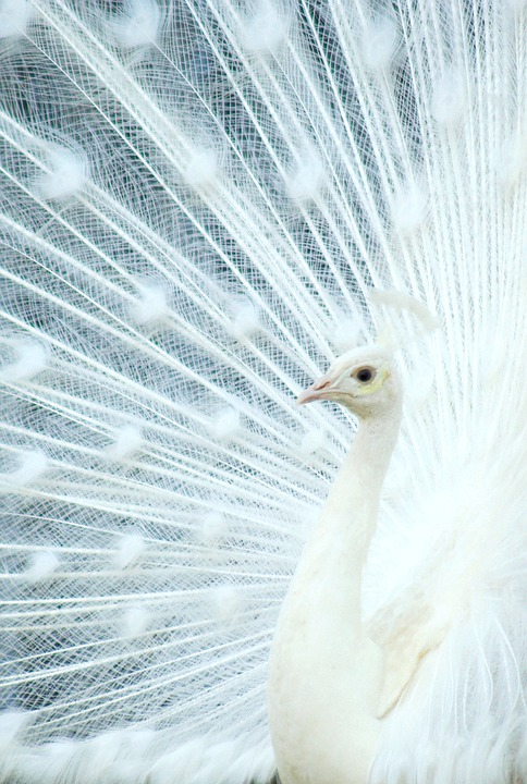 HHMU_Banksia's tweet photo. #OneFeatherNation
#IDWP-#IDeclareWorldPeace https://t.co/nshXDzItgc