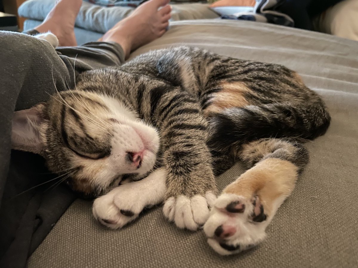 funfeasts's tweet image. It’s a lazy day for Claire and Millie as they await …nothing.  Lucky!