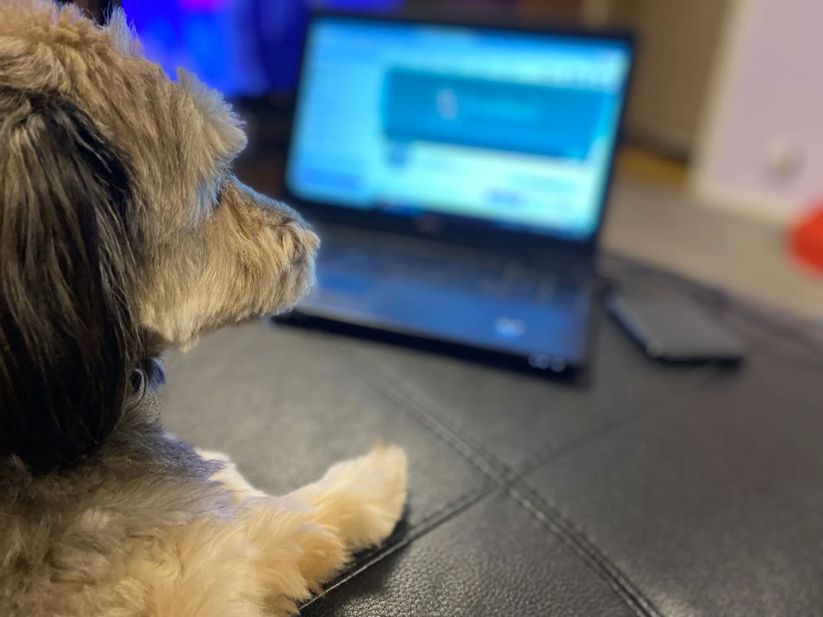 HoundAboutTitch's tweet photo. Itβs been a busy Sunday afternoon working on our social media content love Titch πΎ
#dogfriendly #houndabout #socialmedia #sundayvibes https://t.co/1oaXAYiRvC