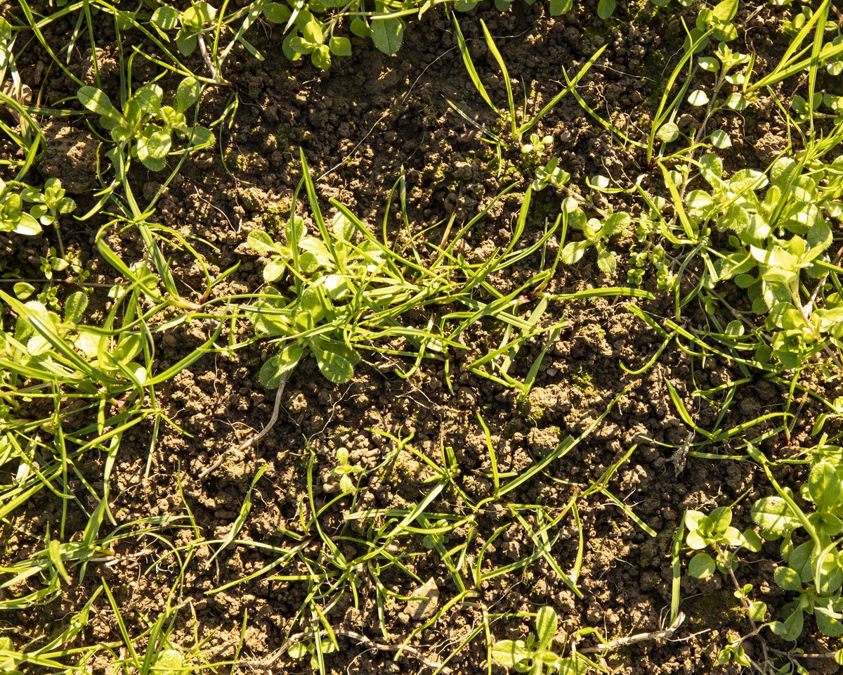 Barber's Cheesemakers tweet media