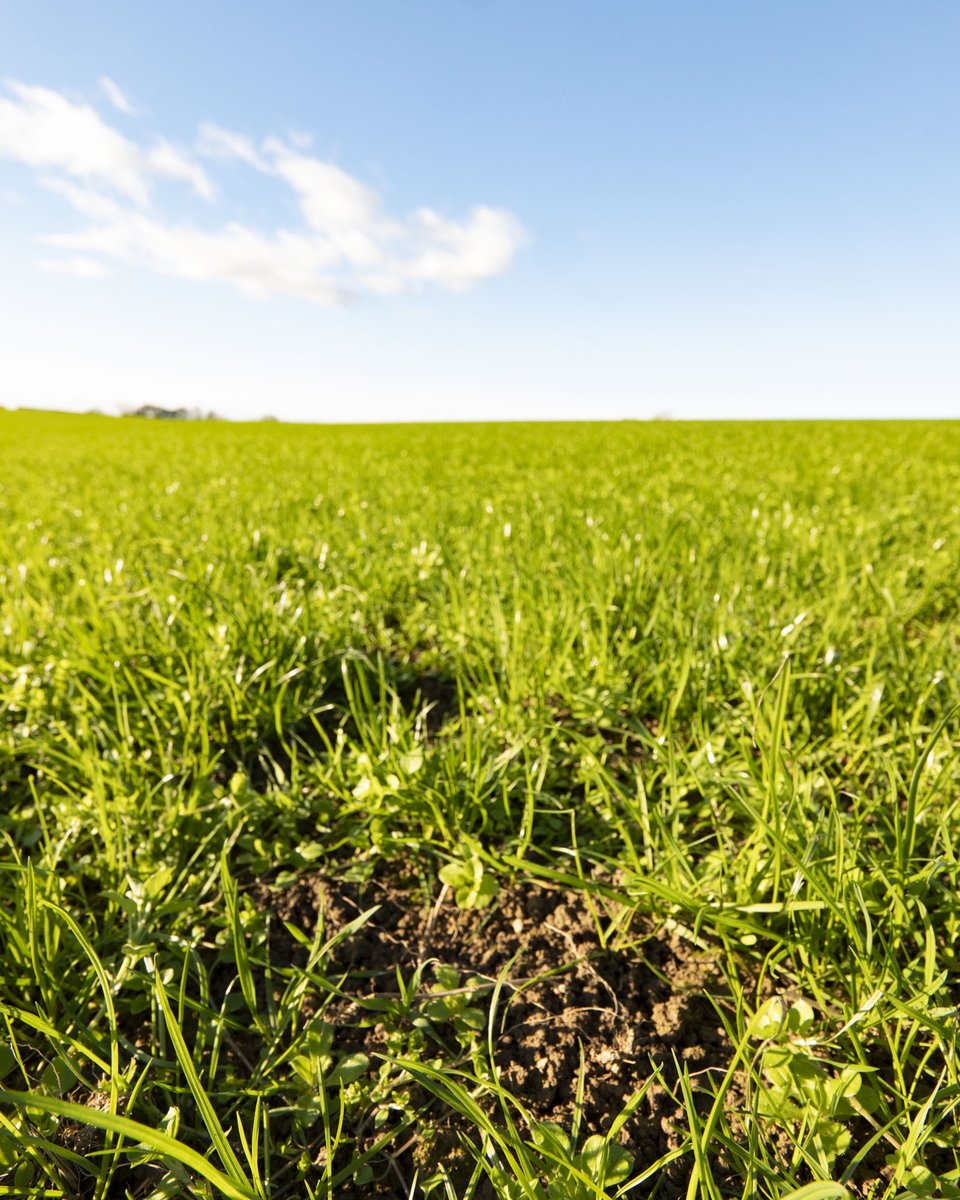 Barber's Cheesemakers tweet media