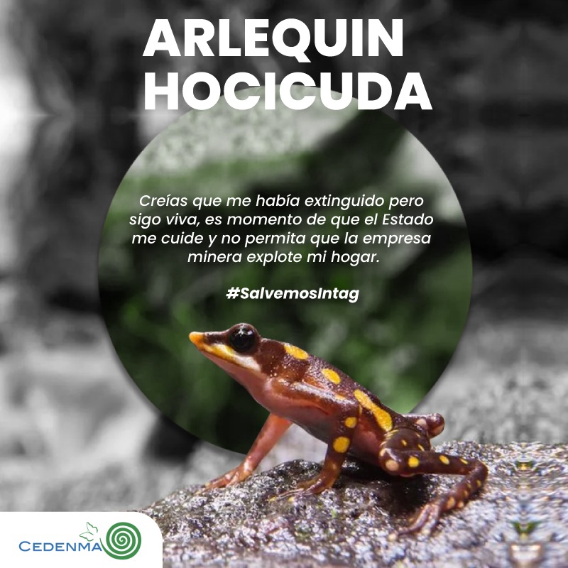 La rana Arlequín Hocicuda se creía extinta, pero encontraron especies en <a href="/IntagVida/">Íntag Santuario de Vida</a>
Es tiempo de que el Estado ecuatoriano la proteja y no contribuya a su desaparición. 
@GuillermoLasso, @ambientec #salvemosintag