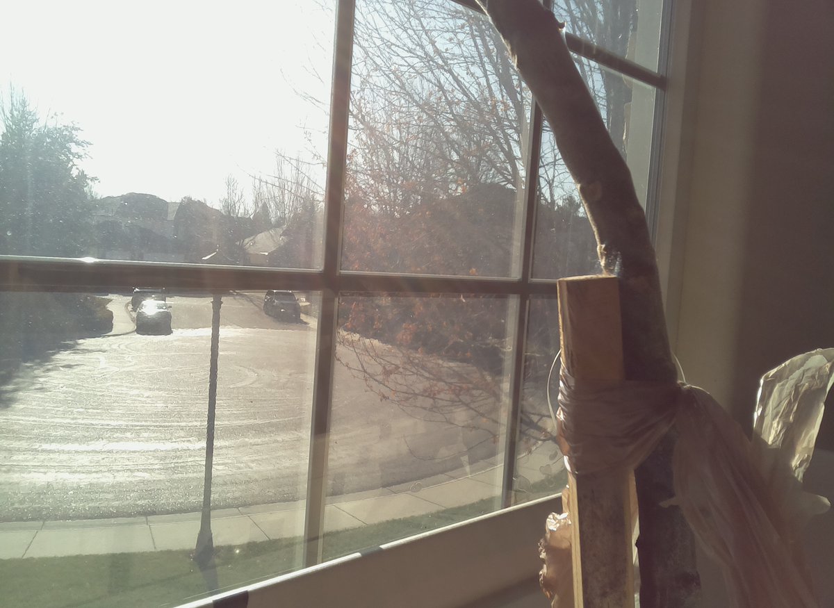 literally_plant's tweet photo. Timelapse picture taken at 11:00:31AM MDT 12/05/2021
Soil Moisture: 73.095%
Day: 571

#gardening #plant #garden #nature #summer #plumeria https://t.co/a8TpyYdkss