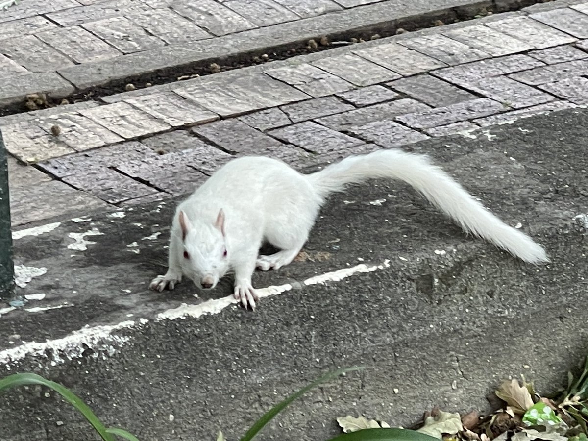 Cfengwong1960's tweet photo. White squirrel #birdwatcher #nature #friends #PictureOfTheDay #animal #earth beatiful
#arizona #woodpecker #wildlife#birds #birding #PostABird
#LockdownBirding #photography #BirdTwitter
#naturephotography #birdphotography #WeLoveSouthAfrica #SouthAfrica https://t.co/Ou40rO5nb7