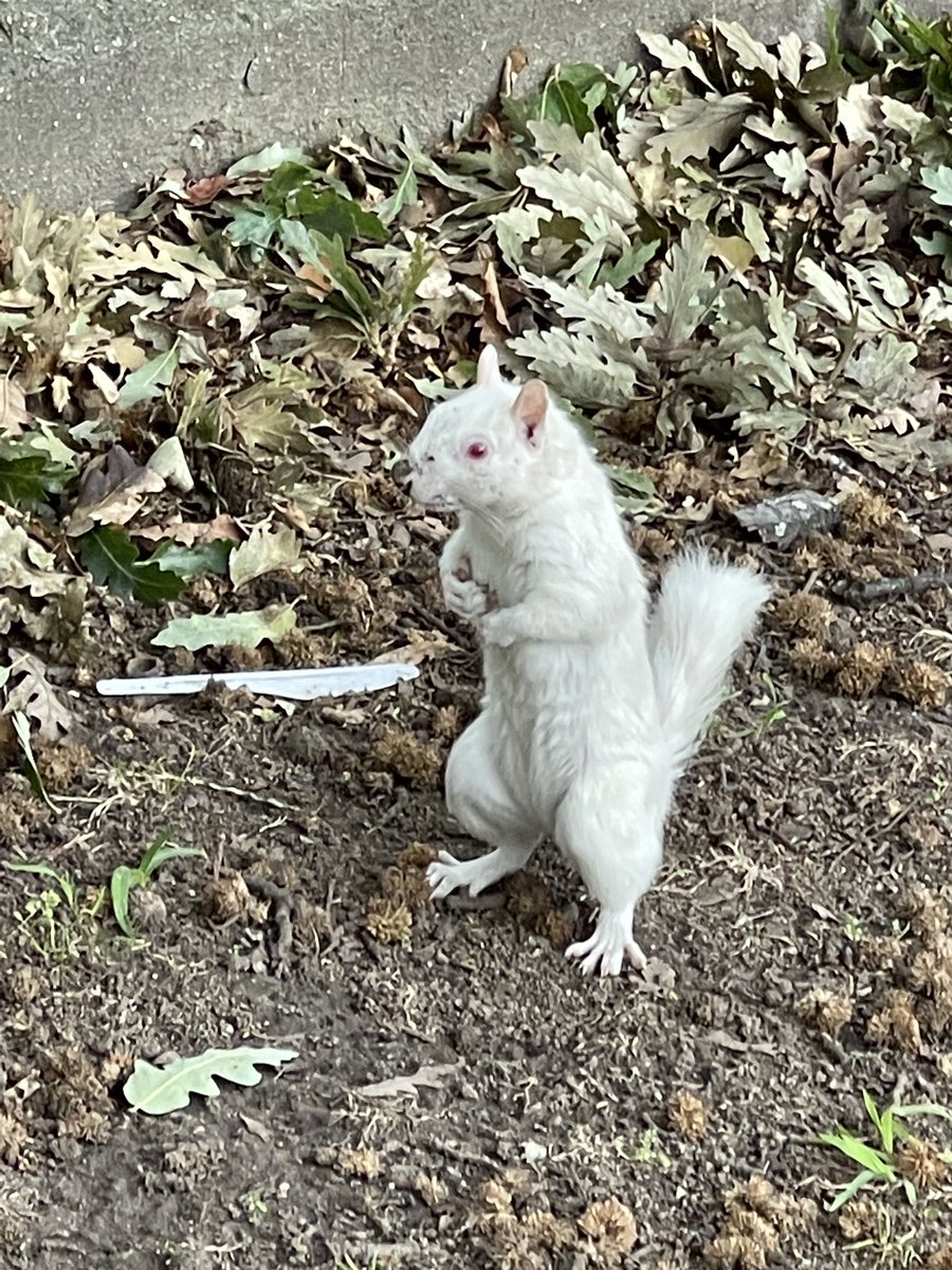 Cfengwong1960's tweet photo. White squirrel #birdwatcher #nature #friends #PictureOfTheDay #animal #earth beatiful
#arizona #woodpecker #wildlife#birds #birding #PostABird
#LockdownBirding #photography #BirdTwitter
#naturephotography #birdphotography #WeLoveSouthAfrica #SouthAfrica https://t.co/Ou40rO5nb7