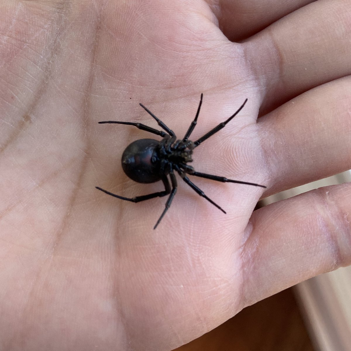 Jody Green tweet media