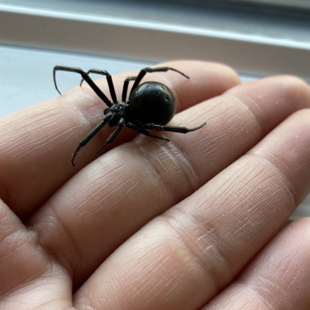 Jody Green tweet media