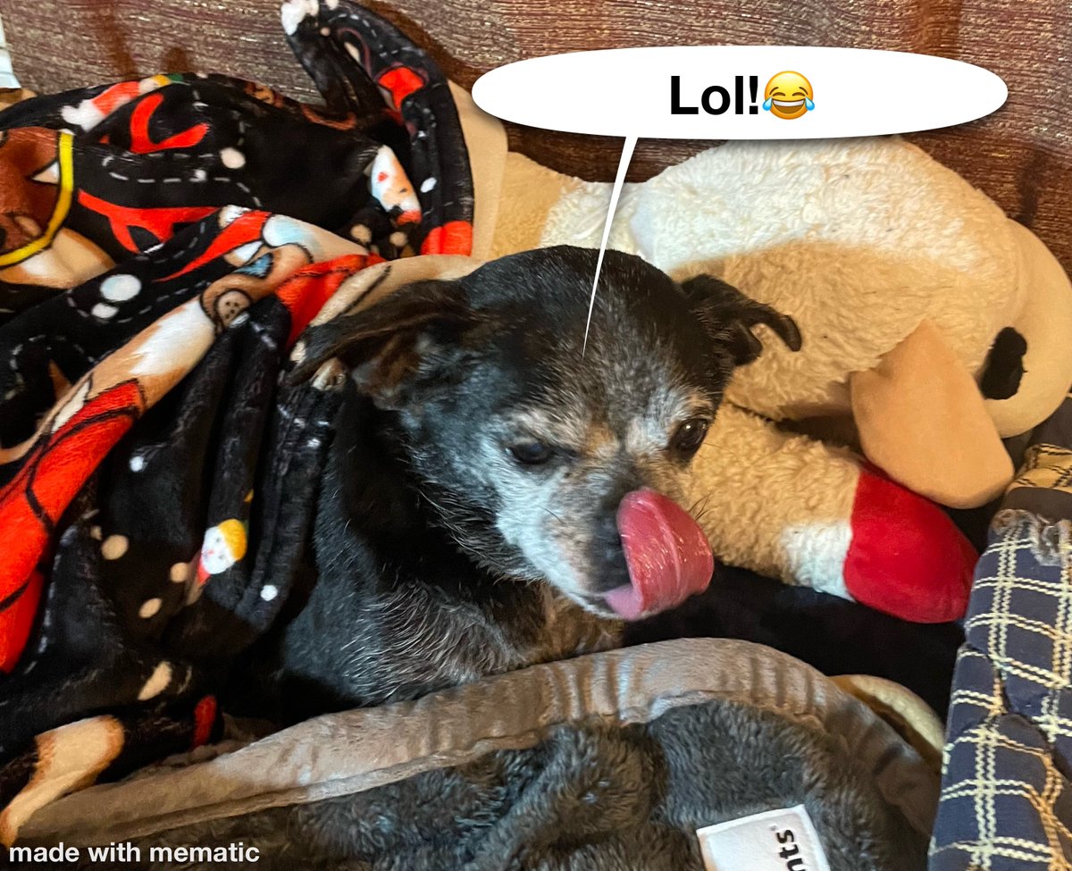 Chillin’ 🌈🐕‍🦺🐈‍⬛🐈‍⬛🦜 tweet media