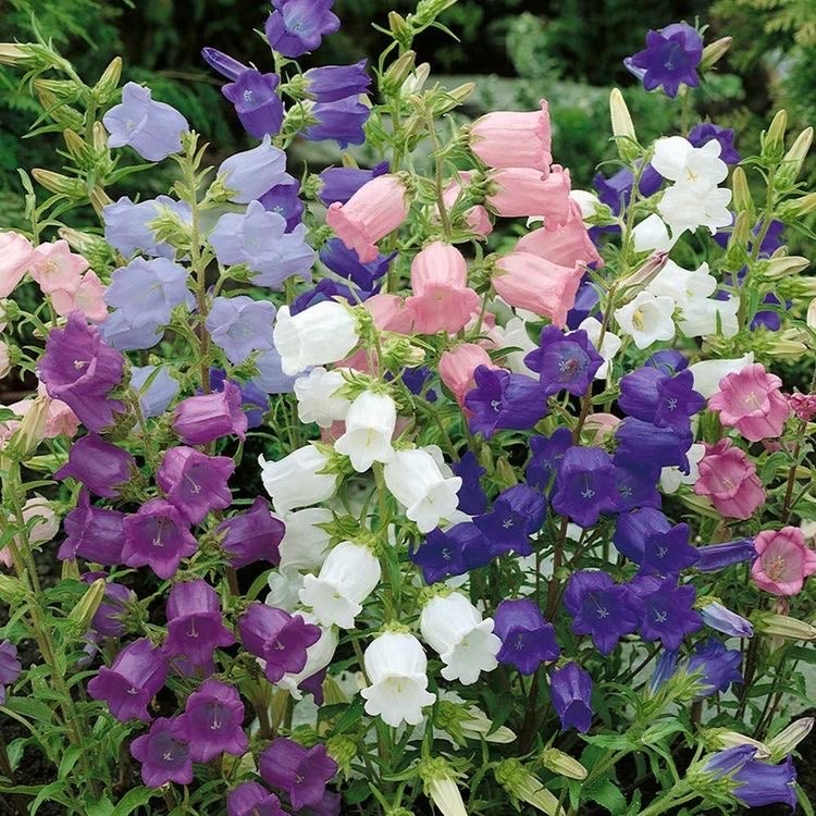 🌿🌼🧺 tweet media