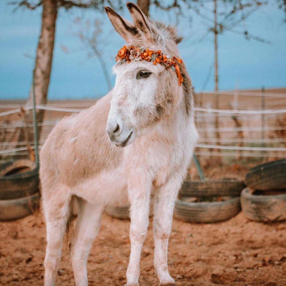 DonkeyoftheDay1's tweet photo. 📅 10th December 2021
🏷️ Instagram/stella.bellaaa
💕 #animaloftheday https://t.co/davTe98vTd