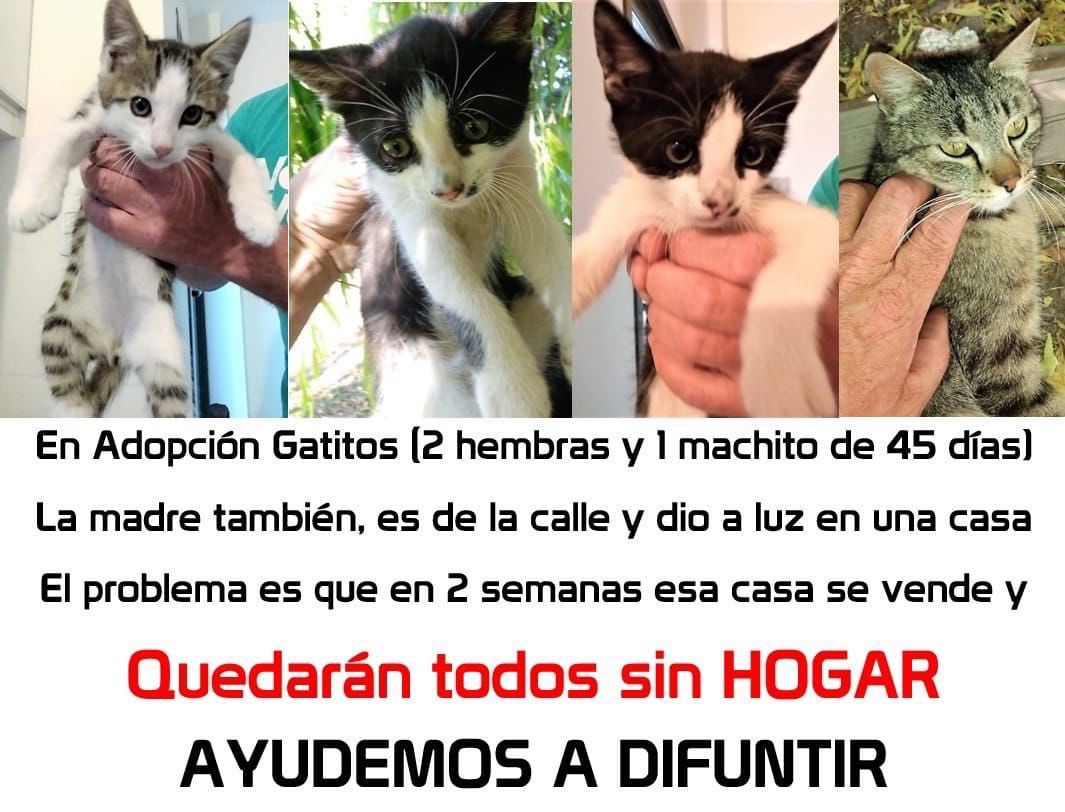 BiancaDiFabio's tweet photo. ⚠️Difundir por favor⚠️
@abelmeram https://t.co/QuMlTYrEfc