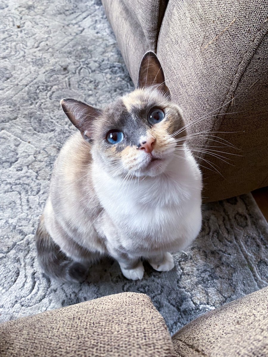 Sttarbabyy's tweet photo. I’m just as beautiful as a cloud in the sky☁️ do you think so too?😸 ~ Wuv,Cloud☁️ 

#CatsOnTwitter #CatsOfTwitter #Pets #Cute #Cloud #Cats #SundayMotivation #SundayThoughts https://t.co/6dtAjk9XdK