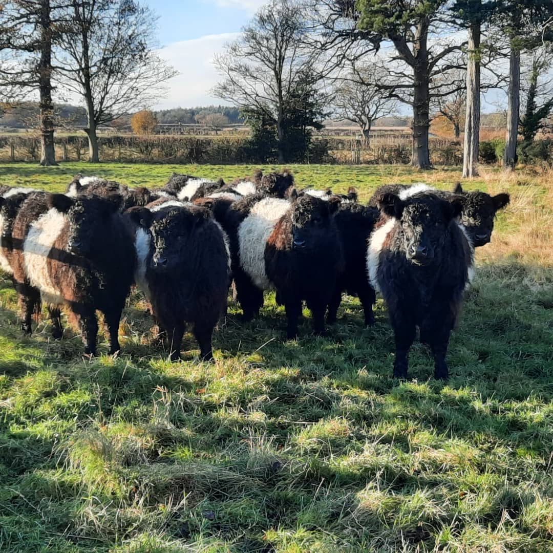 ScaifeHallFarm's tweet photo. Its been a great day for walking round checking the youngstock #nativebreeds #beltedgalloways #belties #Yorkshire #britishfarming #yorkshiredales #farmholidays #comeandseethecattlonholiday #farmcottage #blubberhouses #YorkshireDales https://t.co/ZJw9zVTrkB