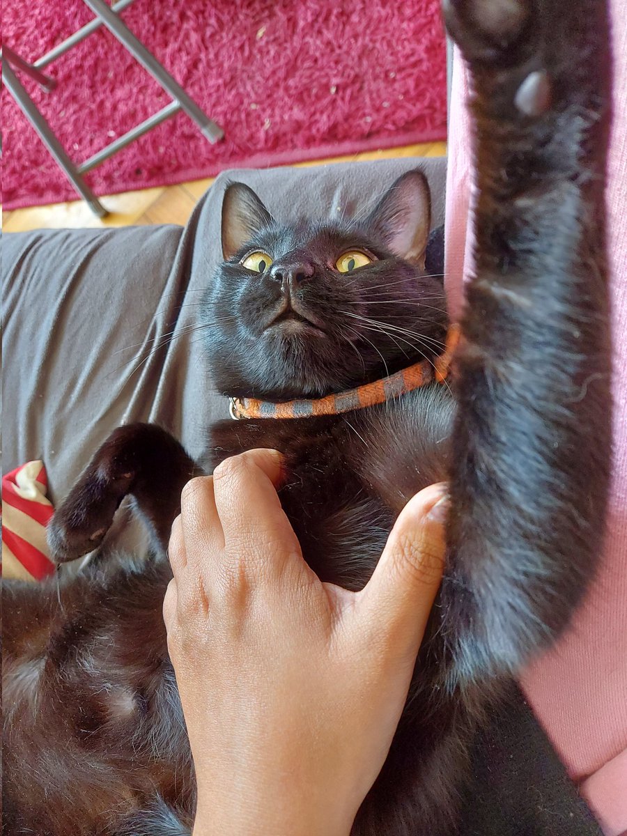 conicrossing's tweet photo. @lavendellblue she really is 😍 my un-photogenic boi says hi anyways 💕 https://t.co/kFTTGK38Hc