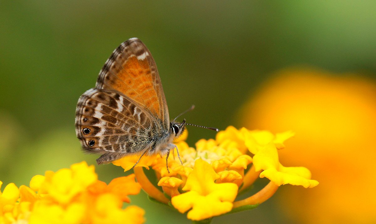 Chris van Swaay tweet media