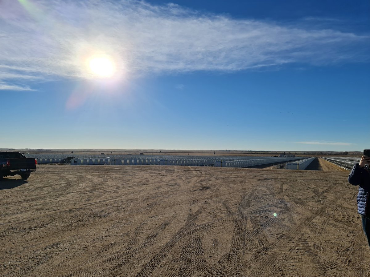 tdibble90's tweet image. Day 4 Alta Mid West Tour 21 Kansas Dairy Development LLC 65,000 head Milk fed calfs to preg heifers 40 suppliers mainly from Winsconsin 1kg DLWG rears their way with little input from the farmers. Strong heifers and probs the best bullers we've seen @AltaGeneticsUK