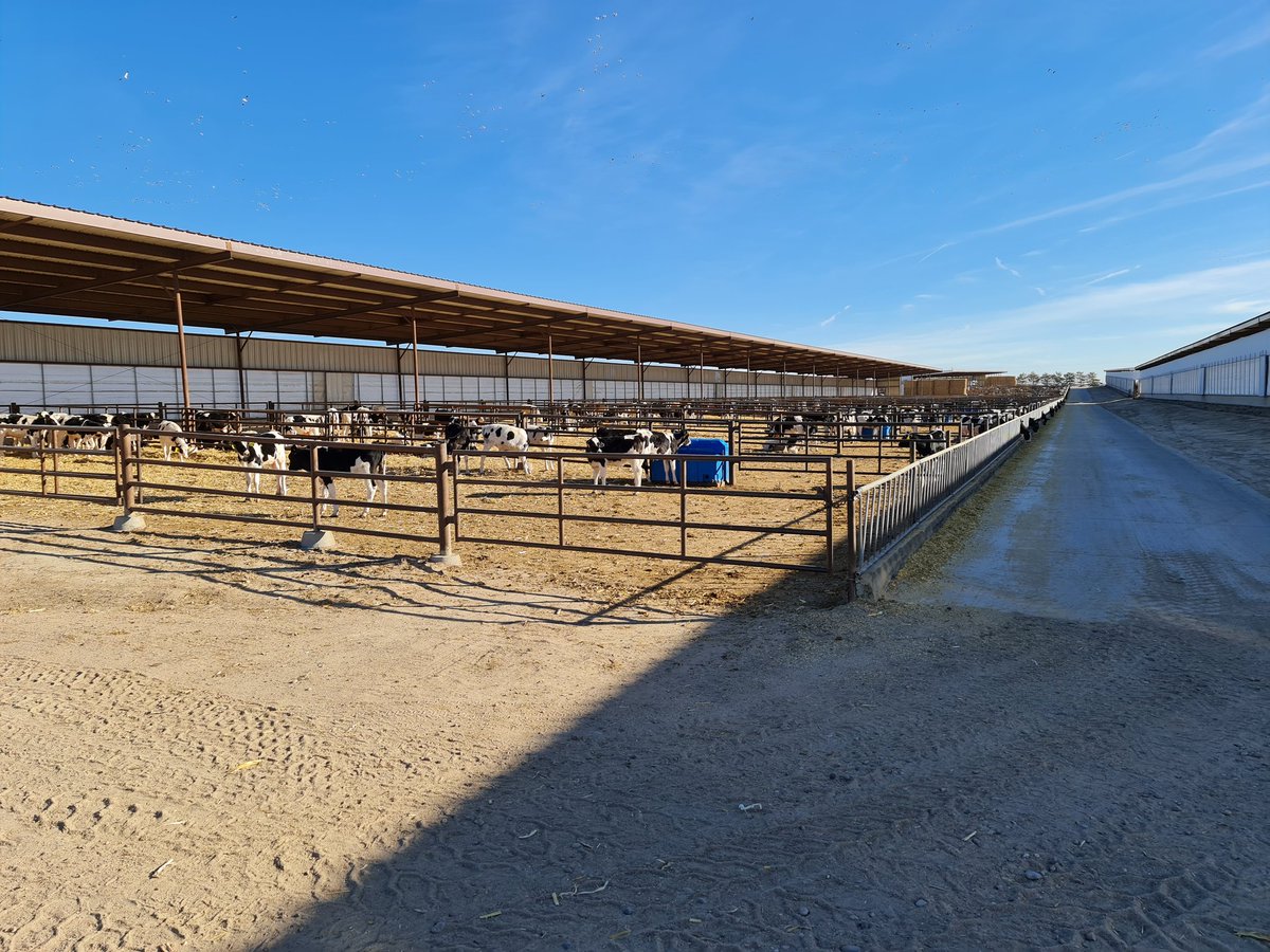 tdibble90's tweet image. Day 4 Alta Mid West Tour 21 Kansas Dairy Development LLC 65,000 head Milk fed calfs to preg heifers 40 suppliers mainly from Winsconsin 1kg DLWG rears their way with little input from the farmers. Strong heifers and probs the best bullers we've seen @AltaGeneticsUK