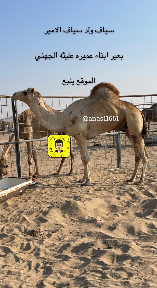 anas11661's tweet photo. صوره حصريه

لـ سياف بعير ابناء عميره عليثه الجهني https://t.co/5JI3U7Am5D