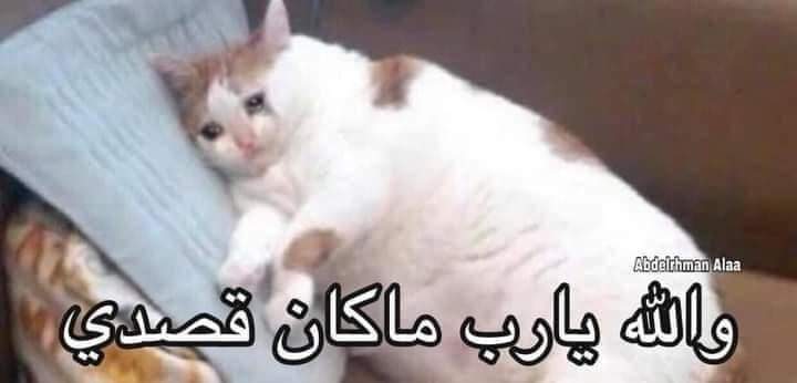 لما حد يعصبني جامد واضطر ارد عليه بكلام يزعل  
-انا طول الليل