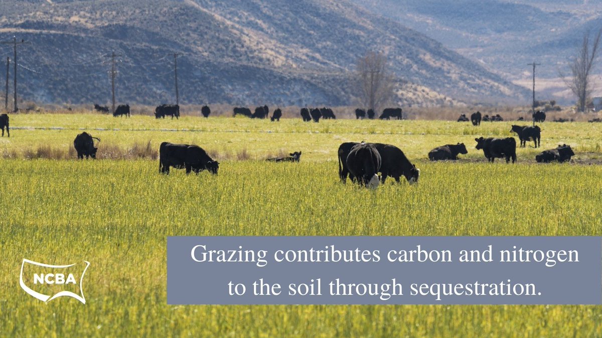 BeefUSA's tweet photo. Today is #WorldSoilDay. Cows play an important role in improving soil quality by increasing organic matter in the soil and improving nutrient cycling. Cattle are especially helpful to soil on land that is not equipped for farming and crop production. #GrazingIsGood #SustainableAg https://t.co/rZ3w0v2Cos