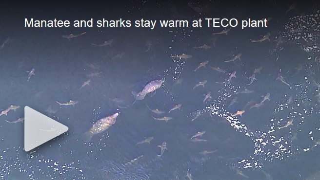 savethemanatee's tweet photo. Sharks and manatees mingle at TECO power plant discharge canal in Apollo Beach:
https://t.co/3Bb7elbDZL
Manatee Viewing Center is a great place to see manatees on a cold day! https://t.co/51Zv8rIzUf