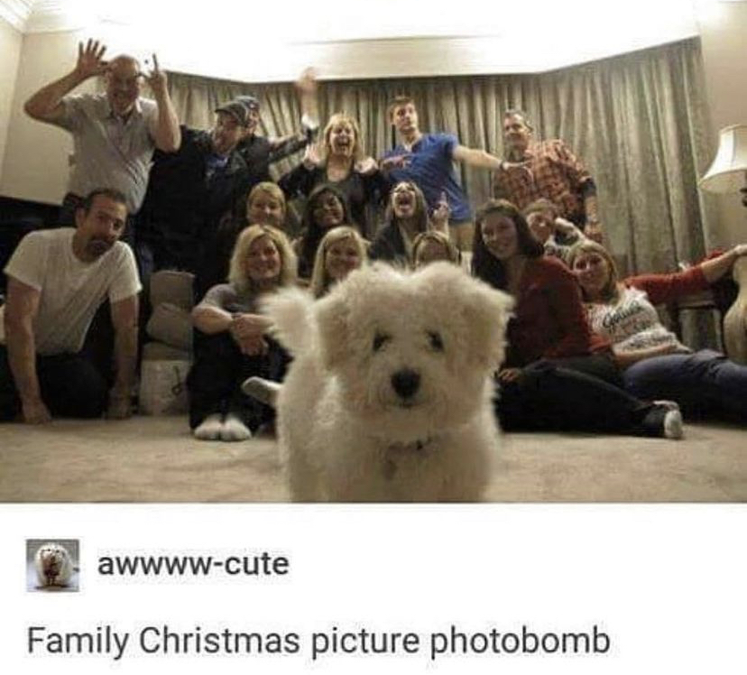 WholesomeMeme's tweet photo. https://t.co/YmBzjJsc7L