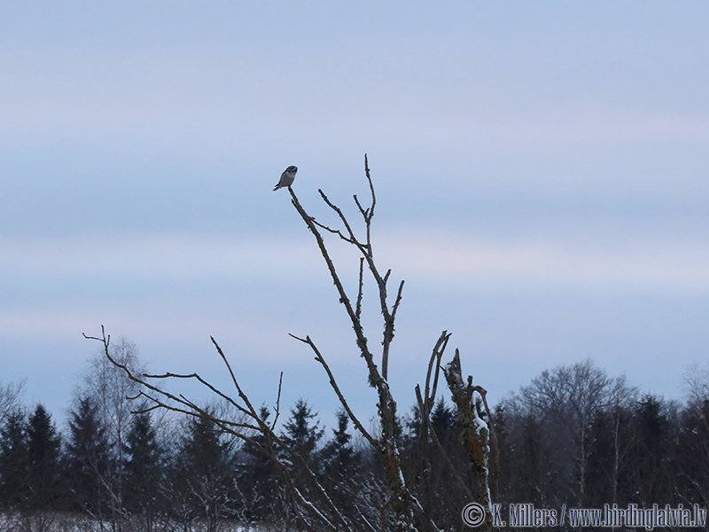 birdinglatvia's tweet photo. Northern Hawk-Owl today at Rīga-Liepaja highway 161 km next to Mazilmaja, Dienvidkurzeme county. Found &amp; 📸 by @birdinglatvia &amp; @iGrinerte https://t.co/lBRqLqWIsd