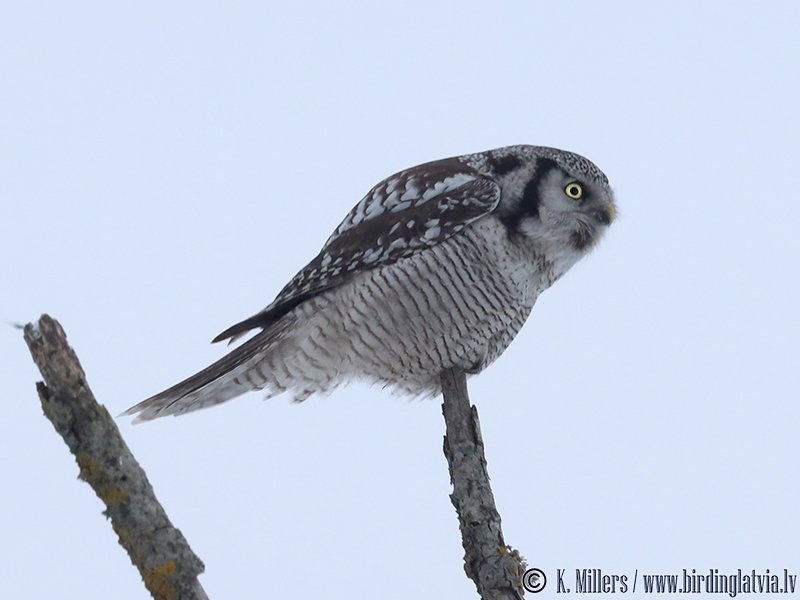 birdinglatvia's tweet photo. Northern Hawk-Owl today at Rīga-Liepaja highway 161 km next to Mazilmaja, Dienvidkurzeme county. Found &amp; 📸 by @birdinglatvia &amp; @iGrinerte https://t.co/lBRqLqWIsd