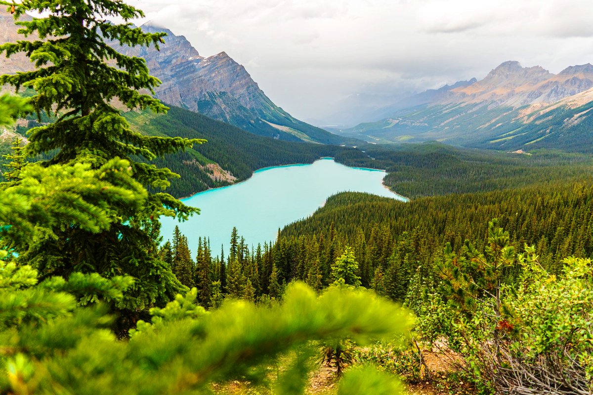 Evergreen trees near lake in Banff National Park, Alberta, Canada
